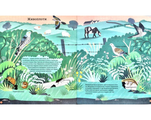 Як допомогти їжачкові та захистити полярного ведмедя