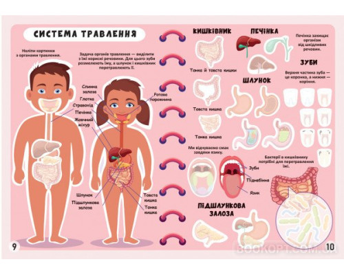 Меганаліпки. Тіло людини
