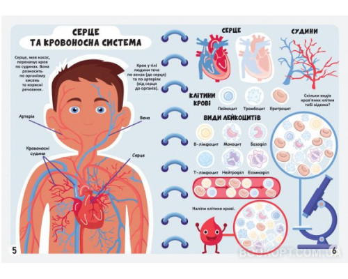 Меганаліпки. Тіло людини