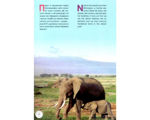 Пригоди слоненяти Дімбі