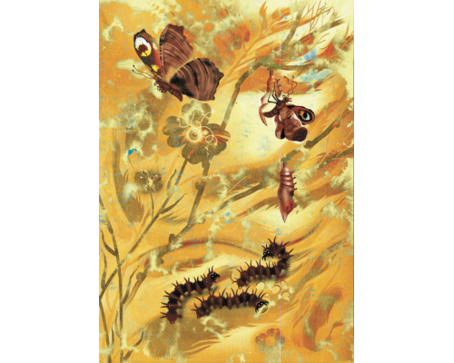 Метелики перетворюються